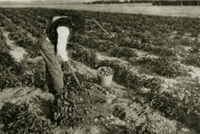 1900's Rise of the Potato