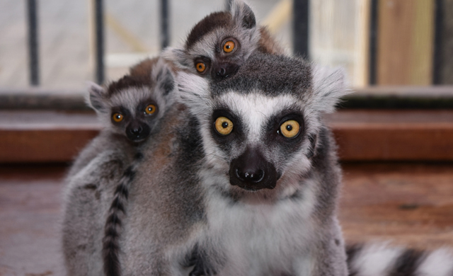 primate-1